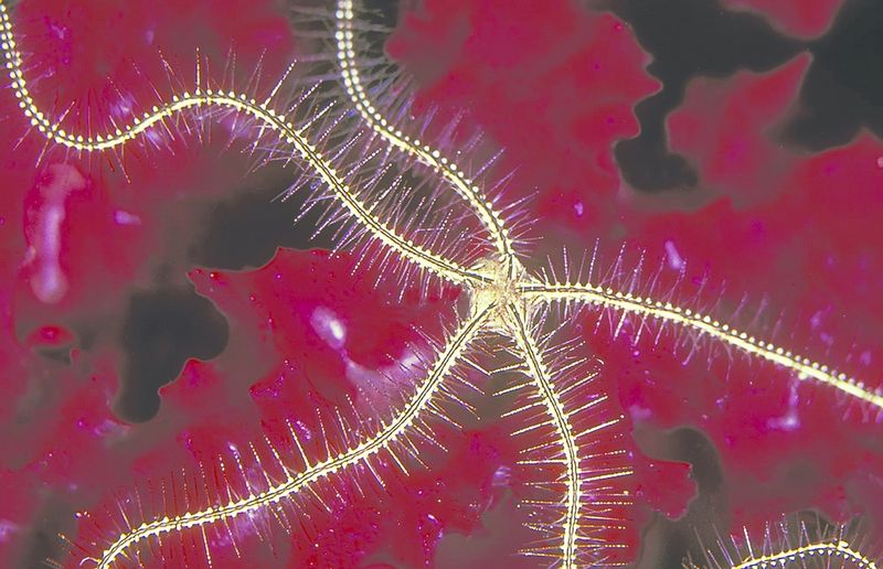 ചിത്രം:Vol6p17 Brittle Star.jpg