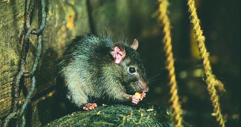 ചിത്രം:Vol5p329 Black rat Rattus rattus.jpg