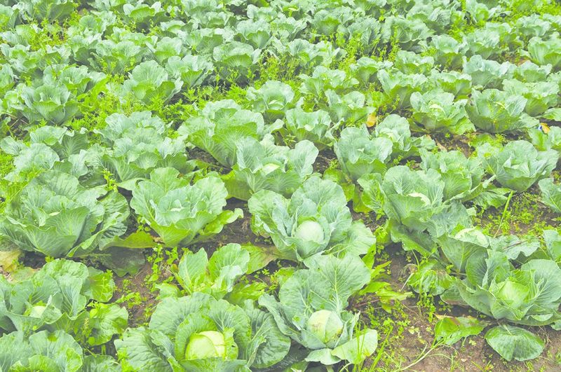 ചിത്രം:Vol4p588 Cabbage-2.jpg