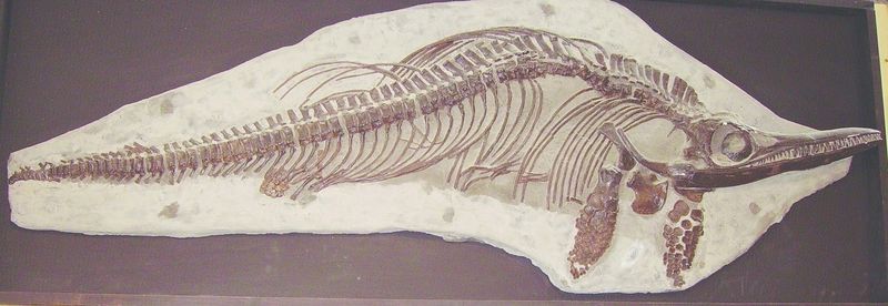 ചിത്രം:Vol4p658 Ichthyosaur.jpg