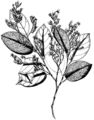 Thumbnail for version as of 06:18, 23 ജൂണ്‍ 2008