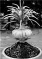 Thumbnail for version as of 08:31, 20 ജൂണ്‍ 2008