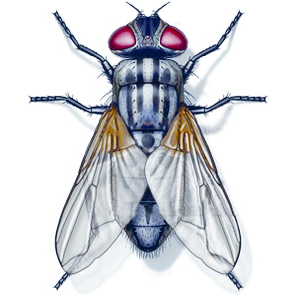 ചിത്രം:Vol5p433 Musca domestica.jpg