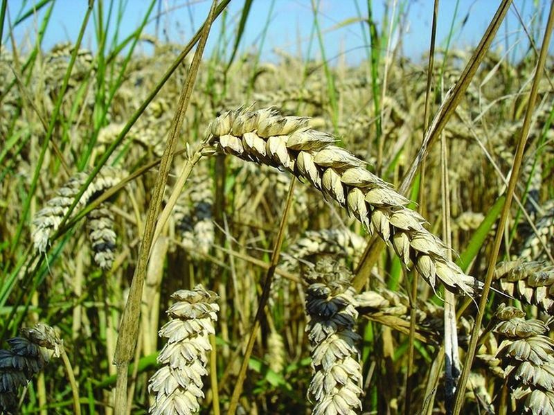 ചിത്രം:Vol5p433 Monocotyledon.jpg