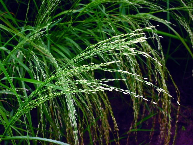 ചിത്രം:Vol5p98 Teff pluim Eragrostis tef.jpg