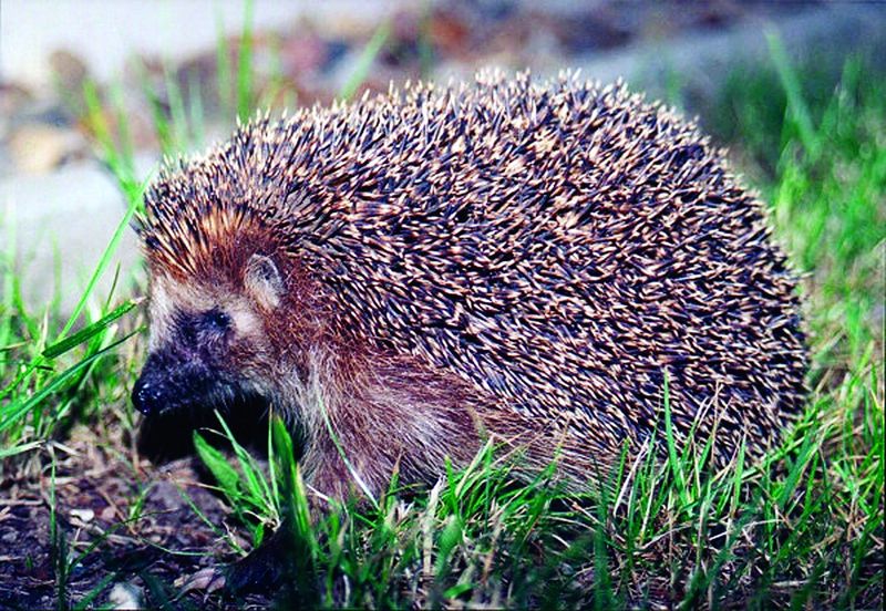 ചിത്രം:Vol4p160 Hedgehog.jpg