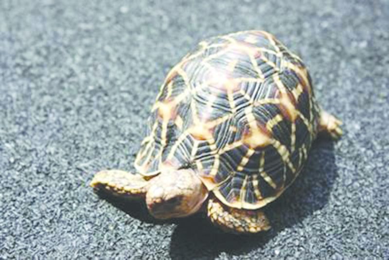ചിത്രം:Vol3p738 indian-star-tortoise.jpg