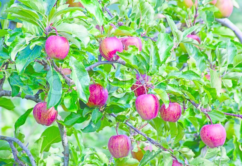 ചിത്രം:Vol4p588 apple-garden.jpg