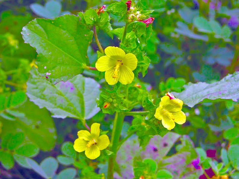 ചിത്രം:Vol4p658 Hibiscus furcatus..jpg