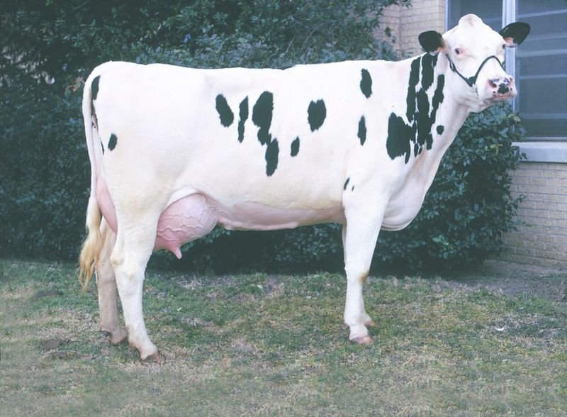 ചിത്രം:Vol6p223 holstein cattle.jpg