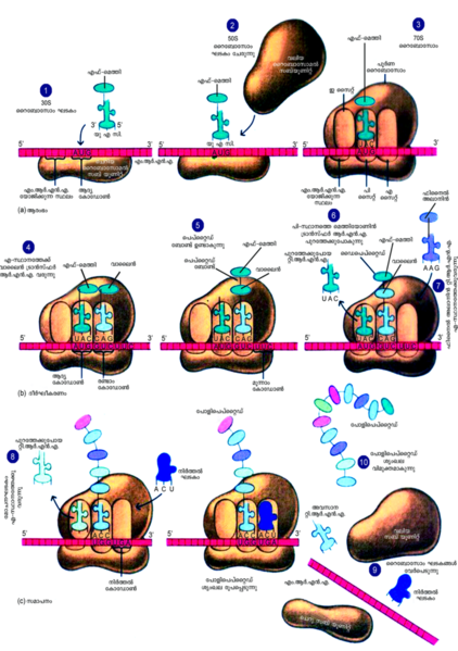 ചിത്രം:Protein-synthesis.png