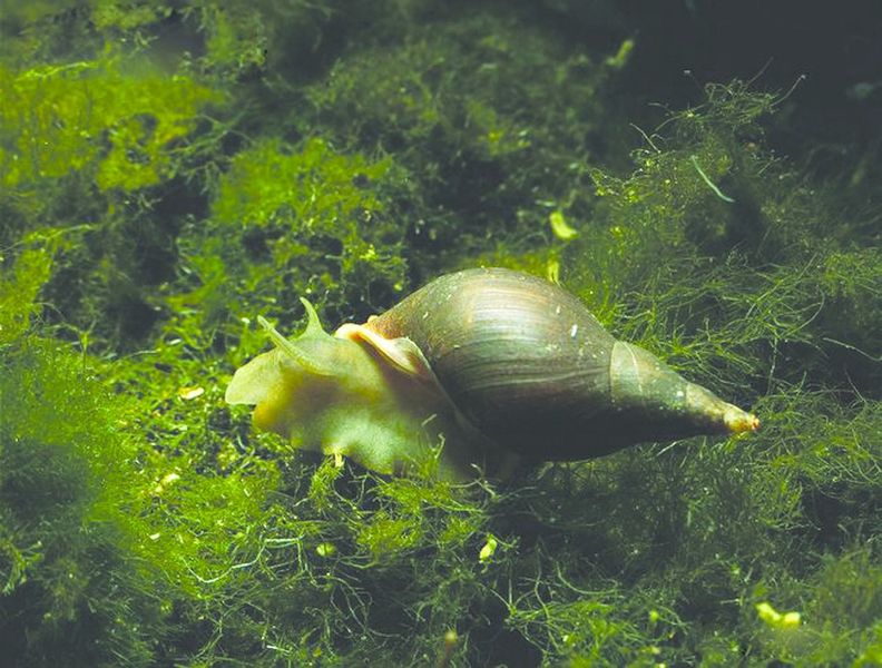 ചിത്രം:Vol5p617 pond-snail.jpg