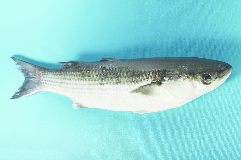 ചിത്രം:Vol6p17 Grey Mullet.jpg