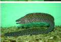 Thumbnail for version as of 09:36, 9 ഫെബ്രുവരി 2008