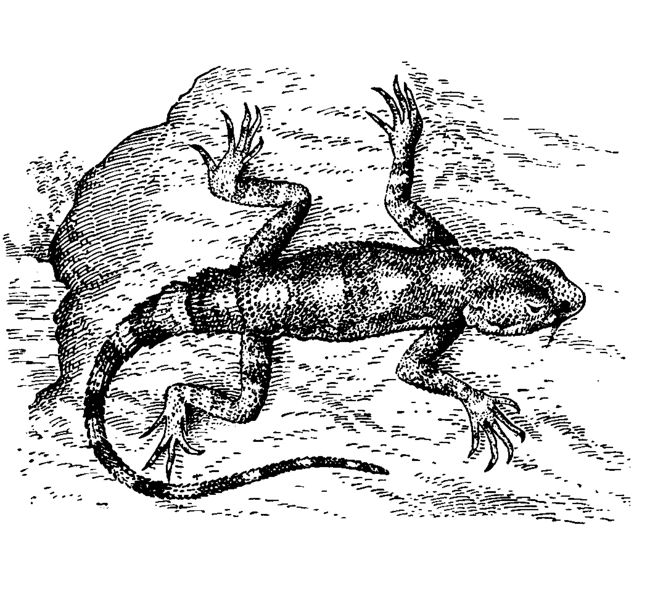 ചിത്രം:P.106 agama.jpg