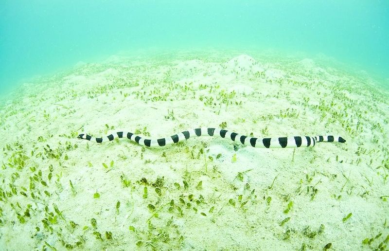 ചിത്രം:Vol6p17 Banded Yellow-lip Sea Snake, Laticauda colubrina.jpg