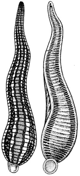 ചിത്രം:P.273 leech.jpg