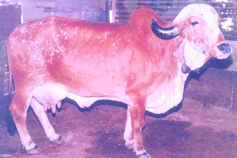 ചിത്രം:Vol6p223 gir cow.jpg