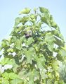 Thumbnail for version as of 14:56, 22 ജൂണ്‍ 2014