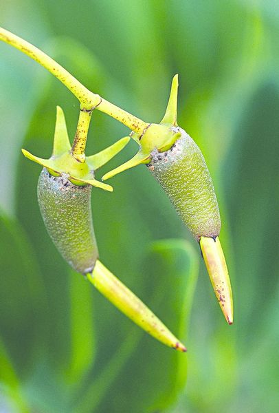 ചിത്രം:Vol6p17 Mangrove seeds.jpg