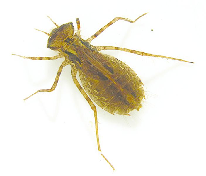 ചിത്രം:Vol5p729 dragonfly nymph.jpg