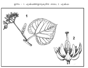 ഉന്നം 1. പുഷ്പങ്ങളോടുകൂടിയ ശാഖ, 2. പുഷ്പം