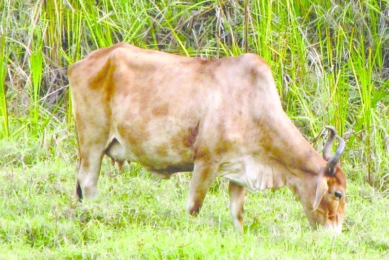 ചിത്രം:Vol6p223 Bos indicus 2.jpg