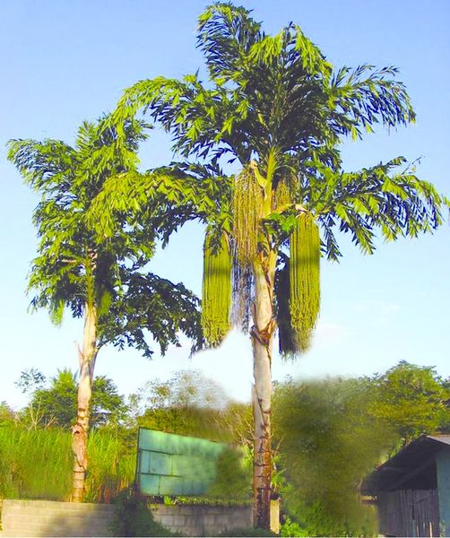 ചിത്രം:Vol5p433 Caryota urens.jpg