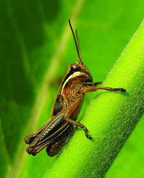 ചിത്രം:Vol5p152 brown-hopper.jpg