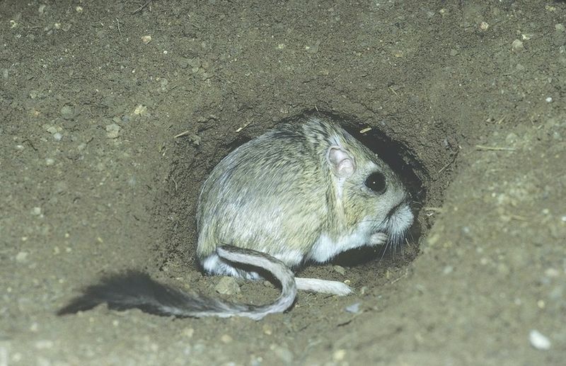 ചിത്രം:Vol6p17 Kangaroo Rat.jpg