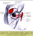 Thumbnail for version as of 05:26, 4 ജൂലൈ 2014