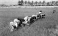 Thumbnail for version as of 09:10, 21 ജൂണ്‍ 2008