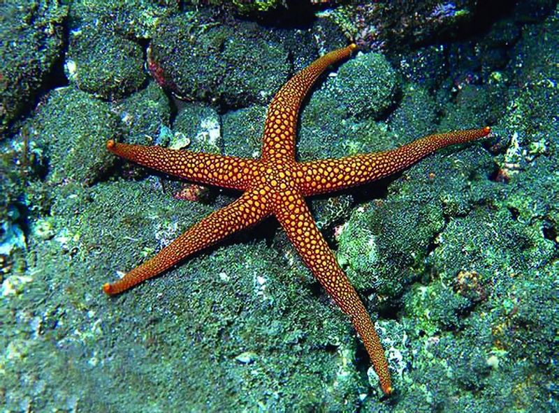 ചിത്രം:Vol5p17 seastar.jpg