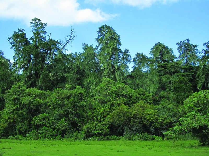 ചിത്രം:Vol5p98 podocarpus forest ethiopia.jpg
