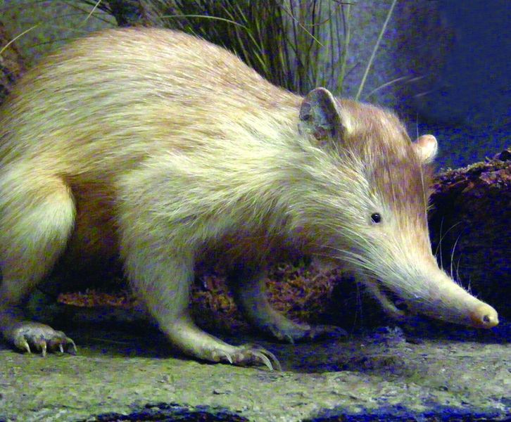 ചിത്രം:Vol4p160 Hispaniola solenodon.jpg