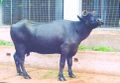 Thumbnail for version as of 07:04, 16 ജൂണ്‍ 2014