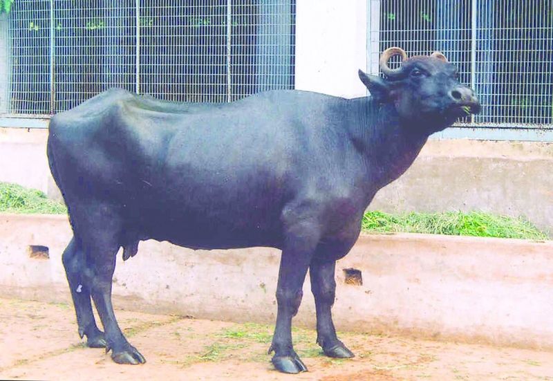 ചിത്രം:Vol6p223 Murrah Buffalo.jpg