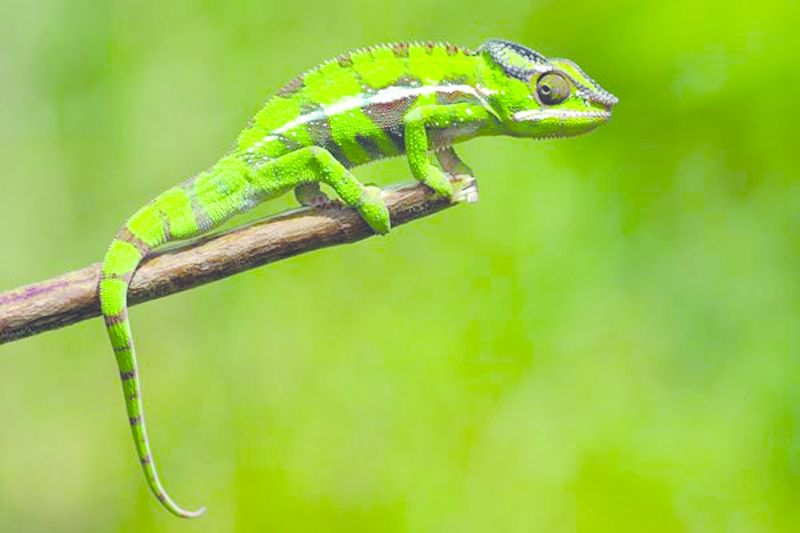 ചിത്രം:Vol4p658 chameleon.jpg