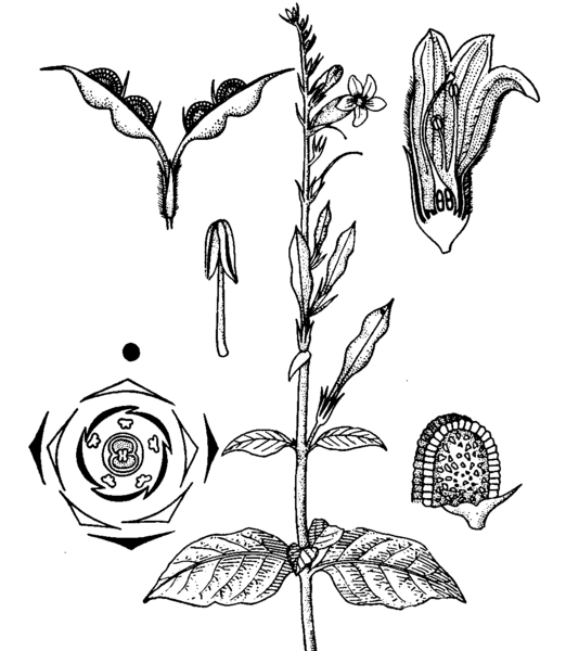ചിത്രം:P.38 Acanthacese.png