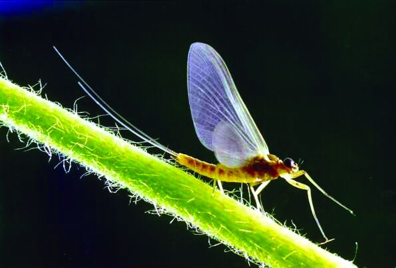 ചിത്രം:Vol5p218 Rhithrogena sp.jpg.pagespeed.ce.JZJwQc2MZu.jpg