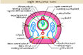 Thumbnail for version as of 09:35, 4 ജൂലൈ 2014