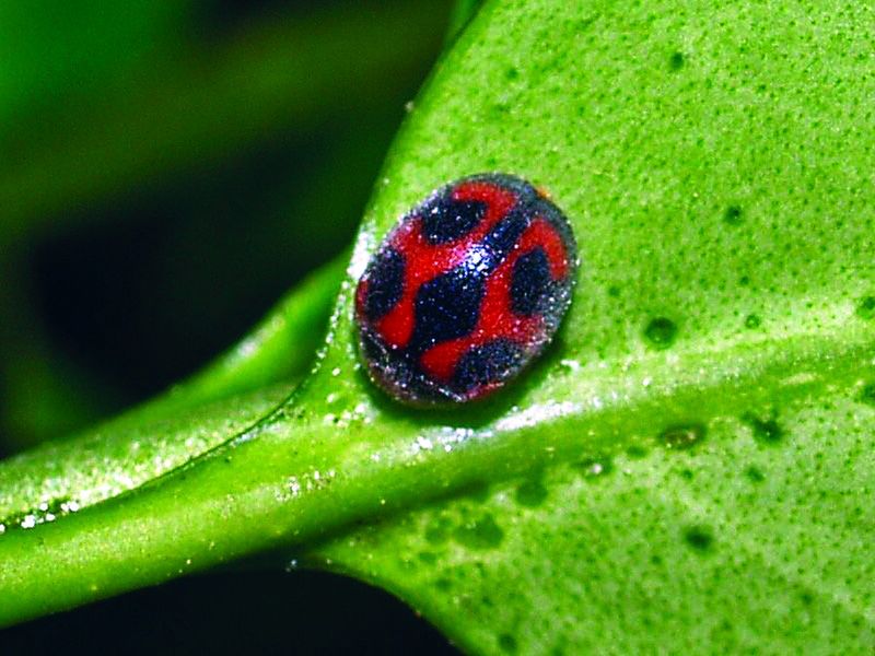 ചിത്രം:Vol5p152 Rodolia cardinalis.jpg