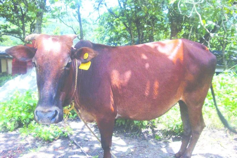 ചിത്രം:Vol6p223 kasar cow.jpg