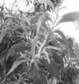 Thumbnail for version as of 09:46, 15 ഫെബ്രുവരി 2008