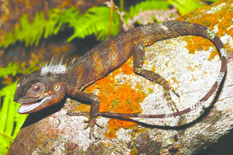 ചിത്രം:Vol5p729 calotes liolepis.jpg