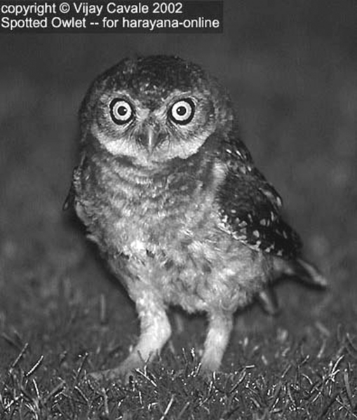 ചിത്രം:NATHU Spotted Owlet 1.png