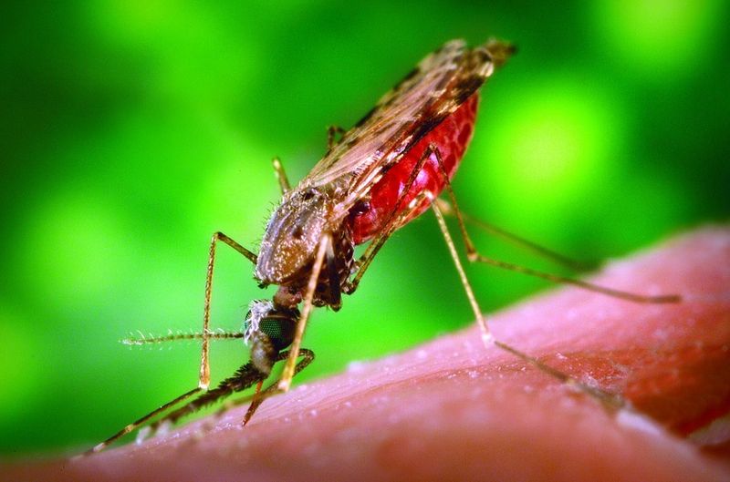 ചിത്രം:Vol5p152 Anopheles albimanus mosquito.jpg