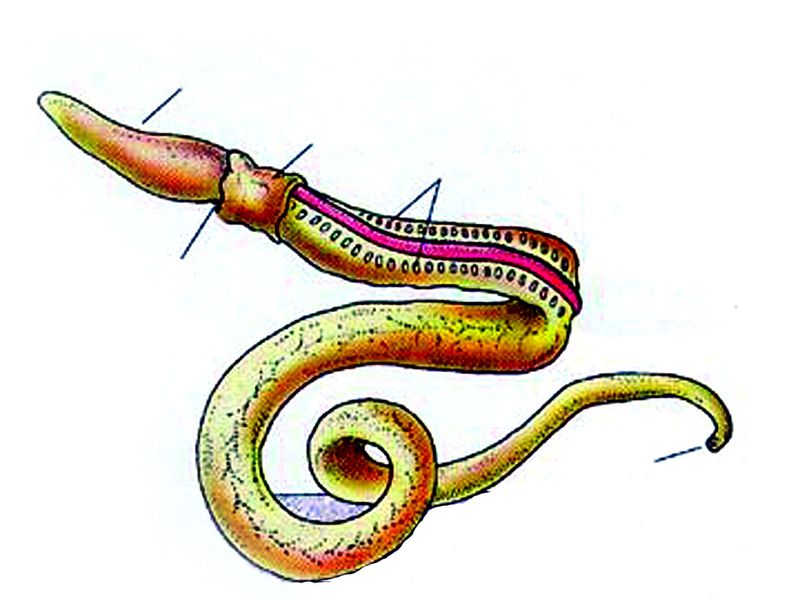 ചിത്രം:Vol5p152 oAcornWormDia.jpg