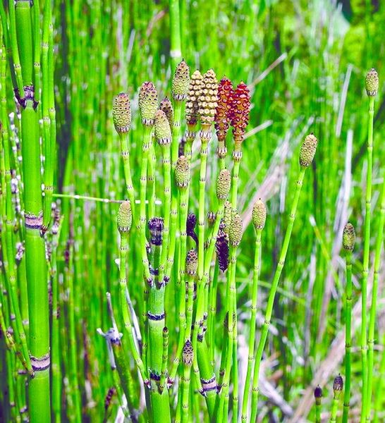 ചിത്രം:Equisetum hymenale plant.jpg.jpg