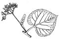 Thumbnail for version as of 04:41, 1 നവംബര്‍ 2008